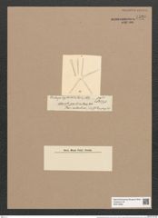 Asterionella gracillima (Hantz.) Heib. (de-Toni-Nr.: Genus 70, Species 2692) Zeichnungen Sammlung Grunow Nr. 5520 (NHMW-BOT-W0373969)